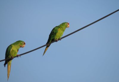 Perico frentirrojo (Psittacara finschi). Endémico regional, presente en Cahuita.