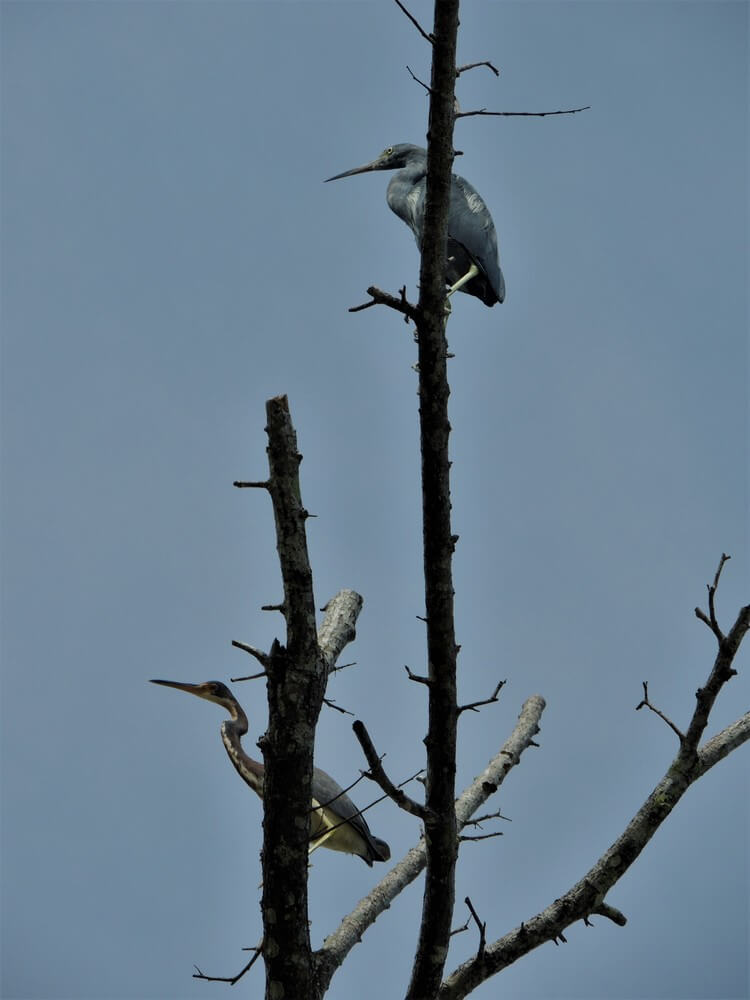 Garceta azul (Egretta caerulea) y Garceta tricolor (Egretta tricolor). Especies residentes-migratorias.