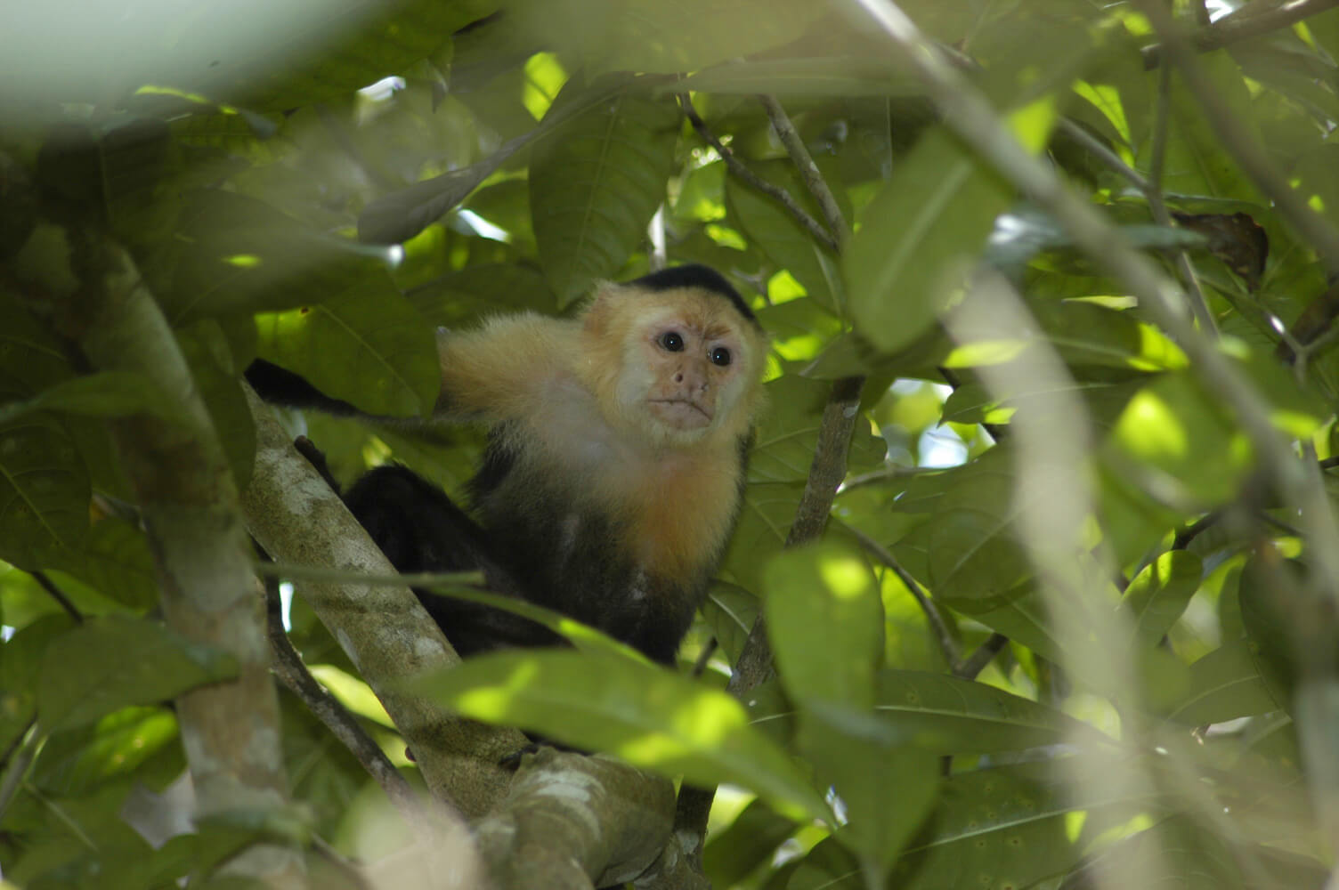 Mono capuchino (Cebus imitator)