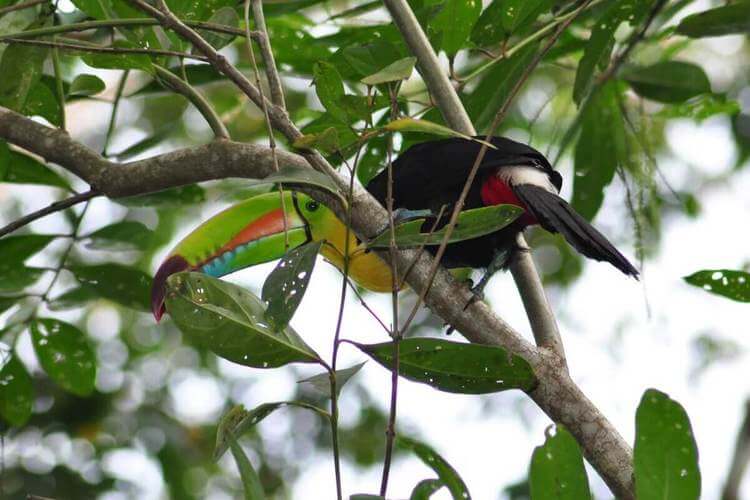 Tucán picoiris (Ramphastos sulfuratus).