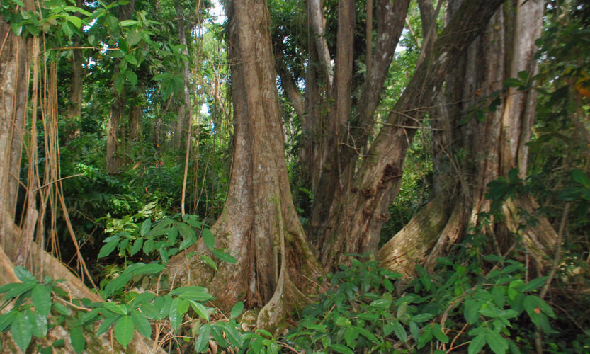 Bosque de Sangrillo (Pterocarpus officinalis).