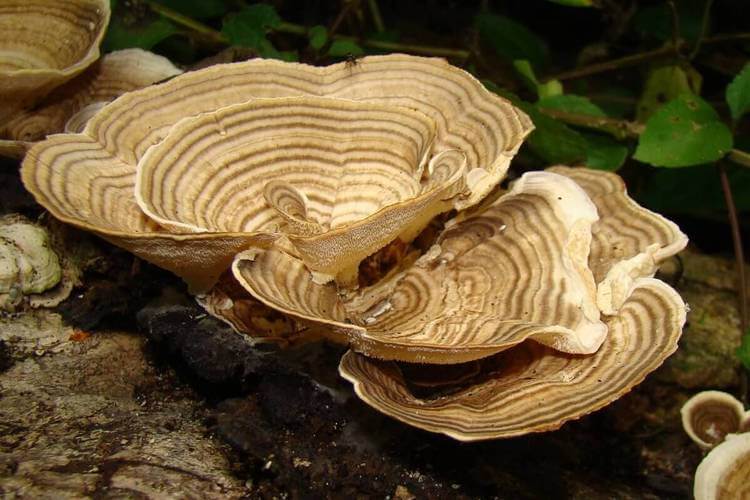 Oreja de palo (Trametes elegans)