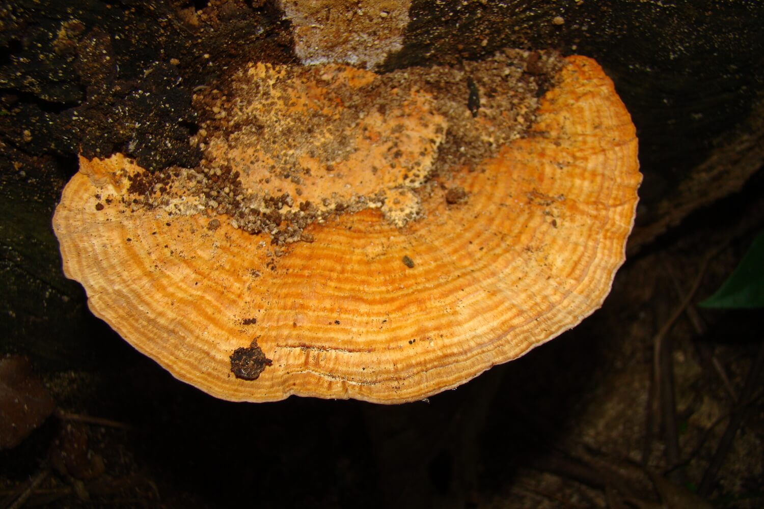 Oreja de palo (Rigidoporus microporus)