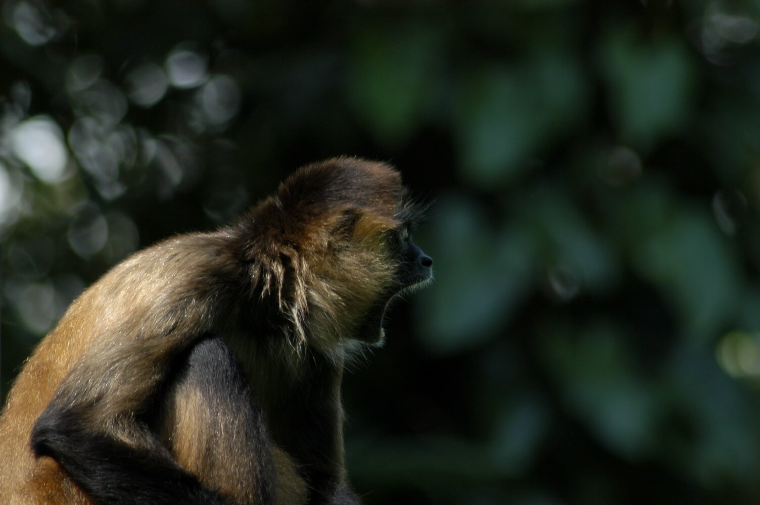 Mono colorado (Ateles geoffroyi).