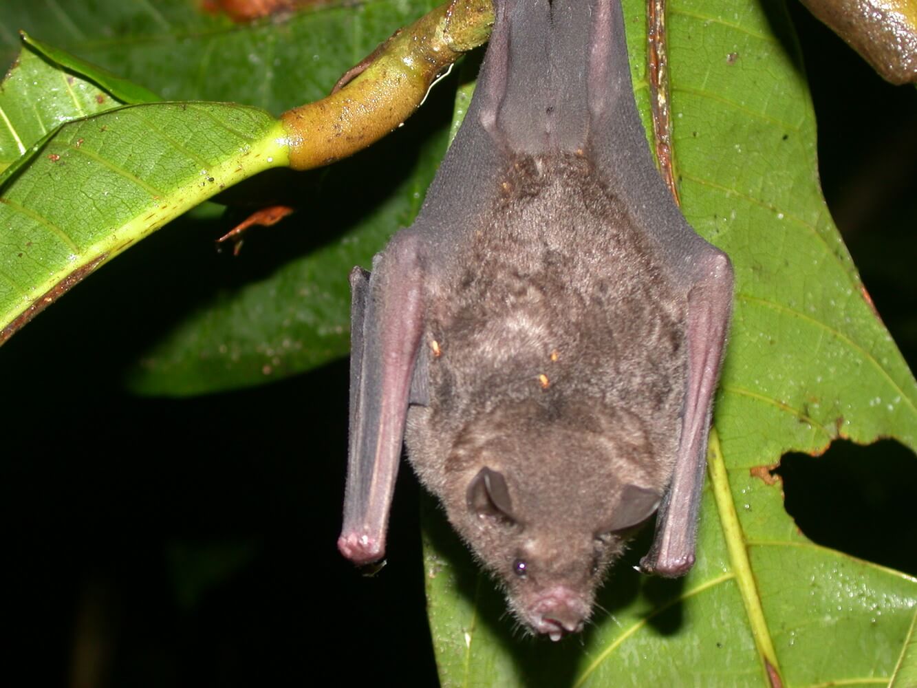 Murciélago candelero (Carollia perspicillata).