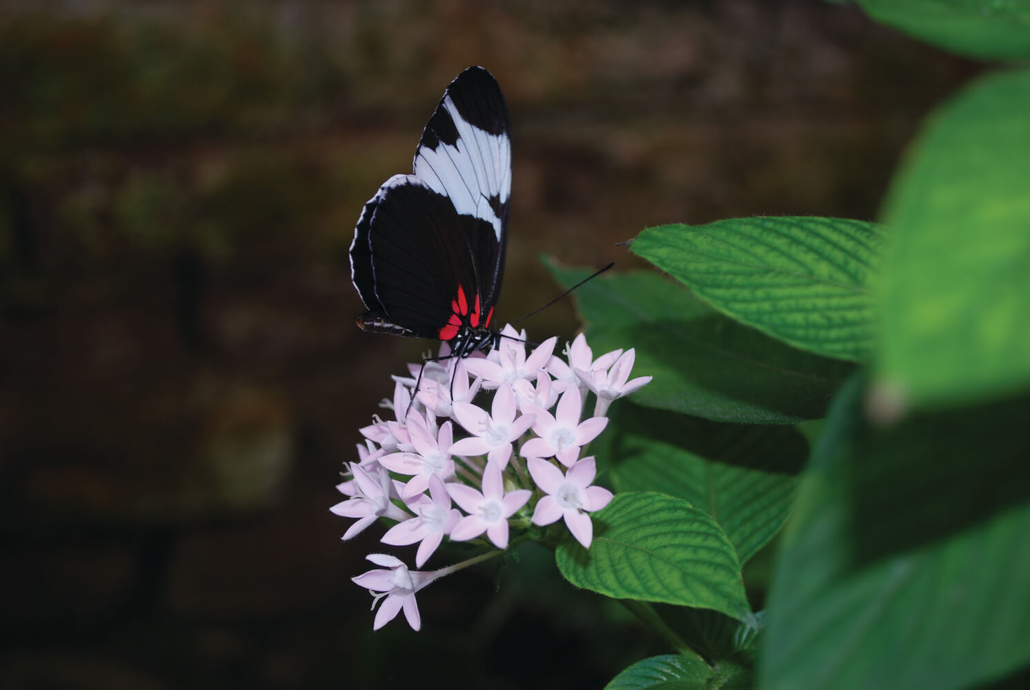 Heliconius erato