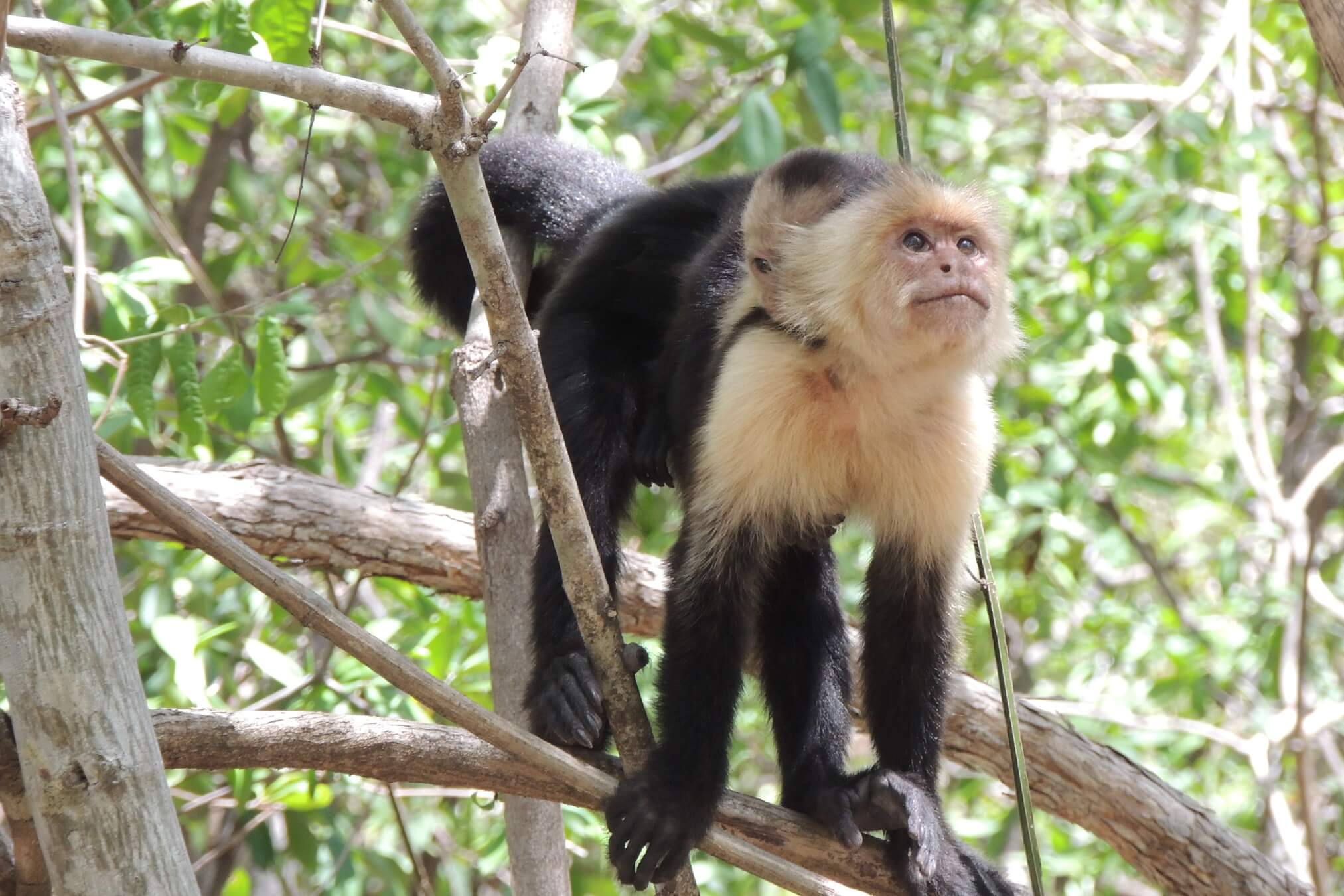 Mono carablanca, Cebus imitator