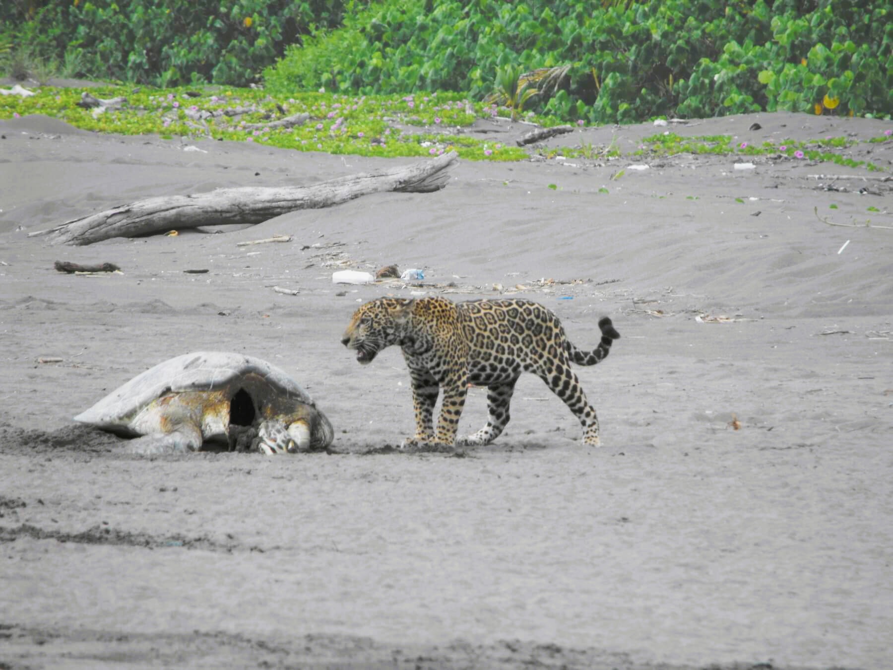 Jaguar, Panthera onca