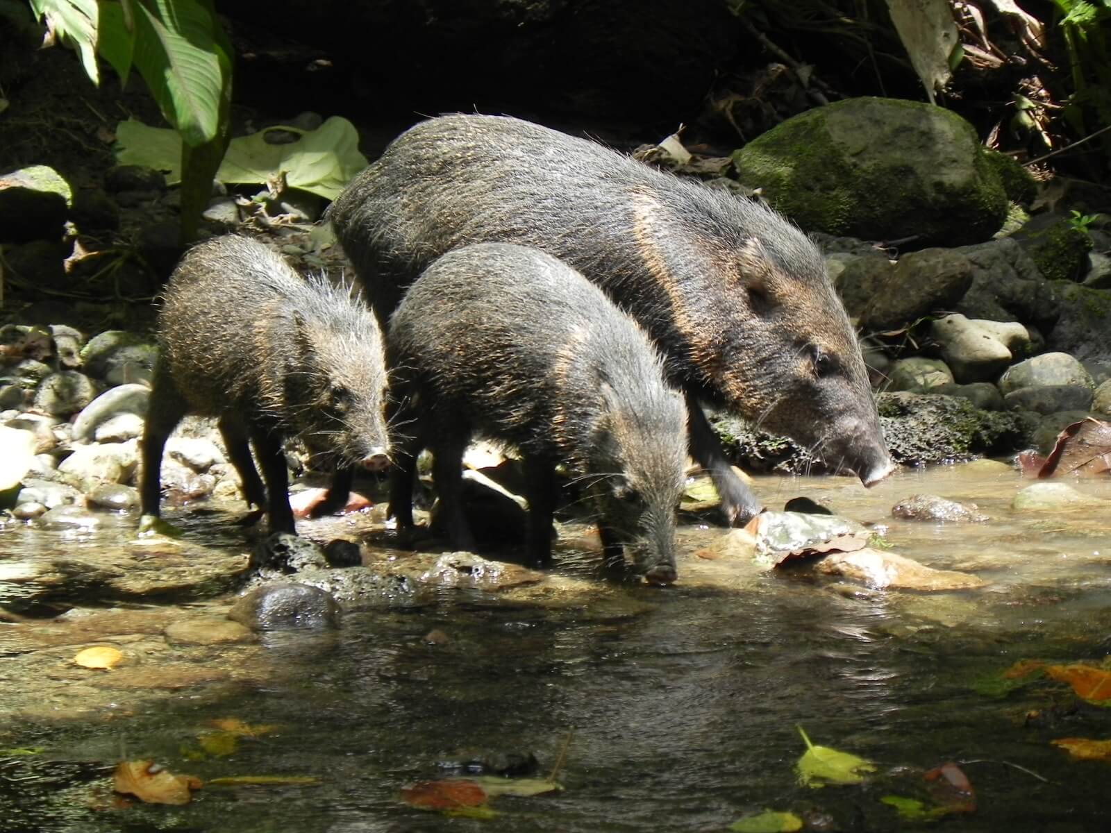 Saínos, Dicotyles tajacu