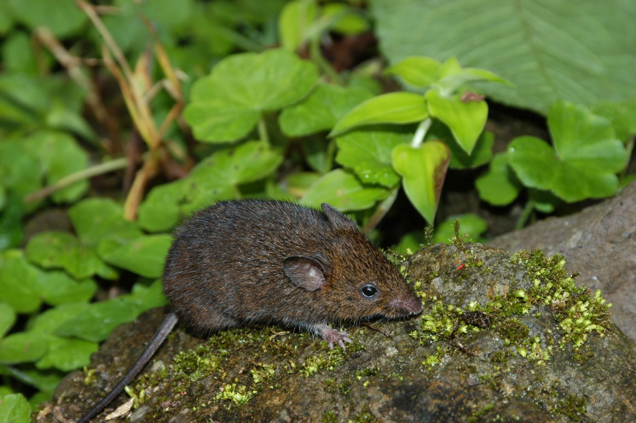 Ratón cantor, Scotinomys teguina