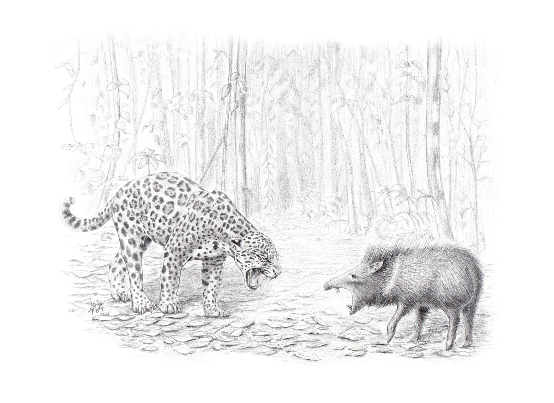 La cacería no siempre es fácil, aún para el gran jaguar