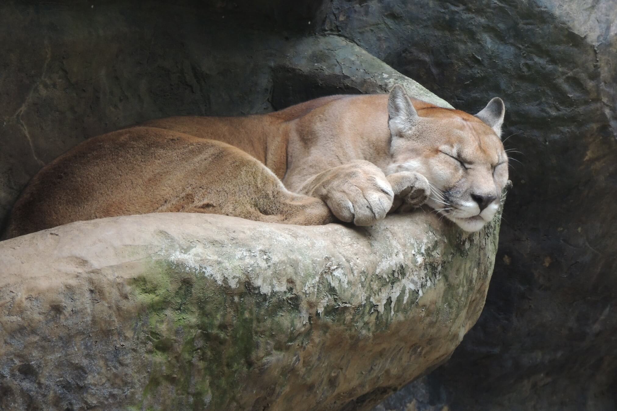 Puma, Puma concolor, reposando Puma, Puma concolor, reposando