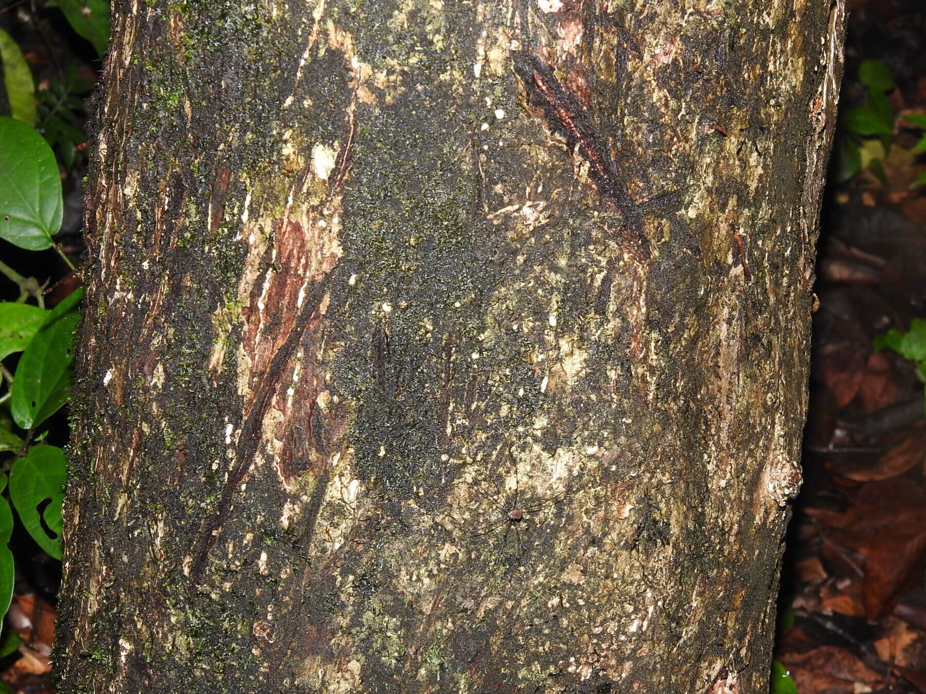 Marcas de garras de jaguar, Panthera onca