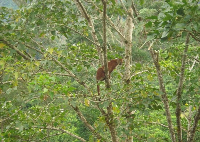 Puma o león americano, Puma concolor