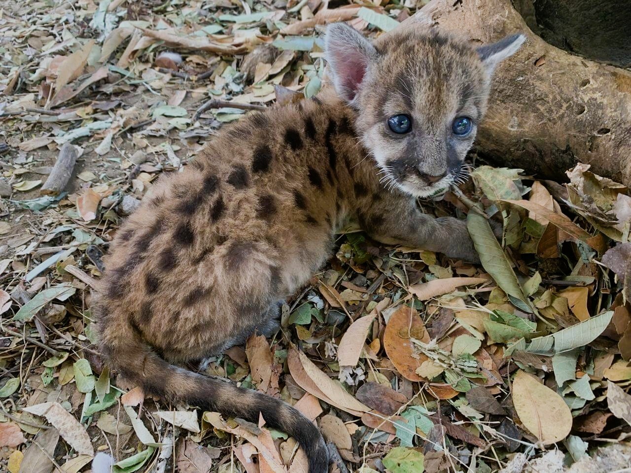 Cachorro de puma, Puma concolor