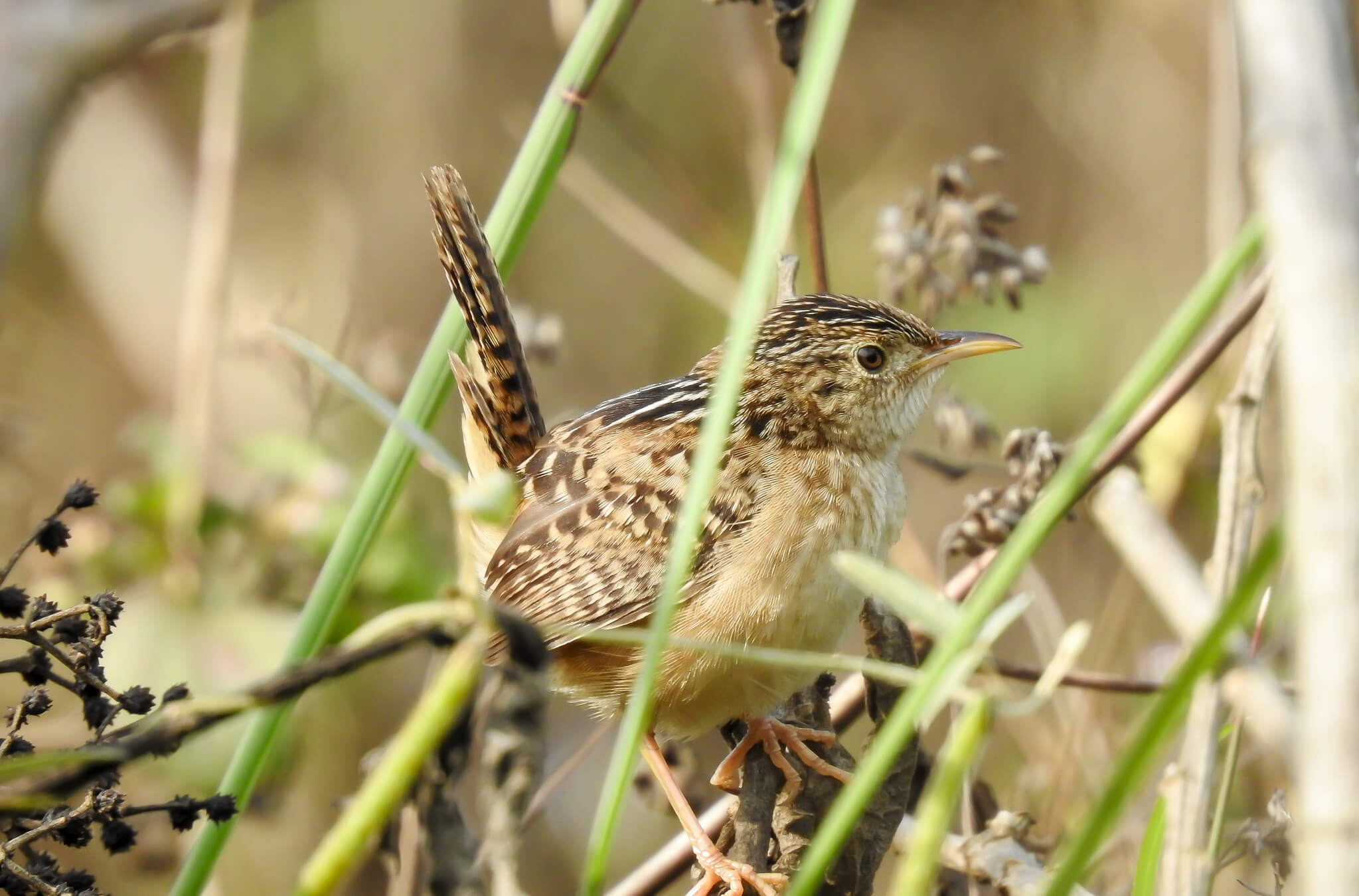 Soterré sabanero, Cistothorus platensis