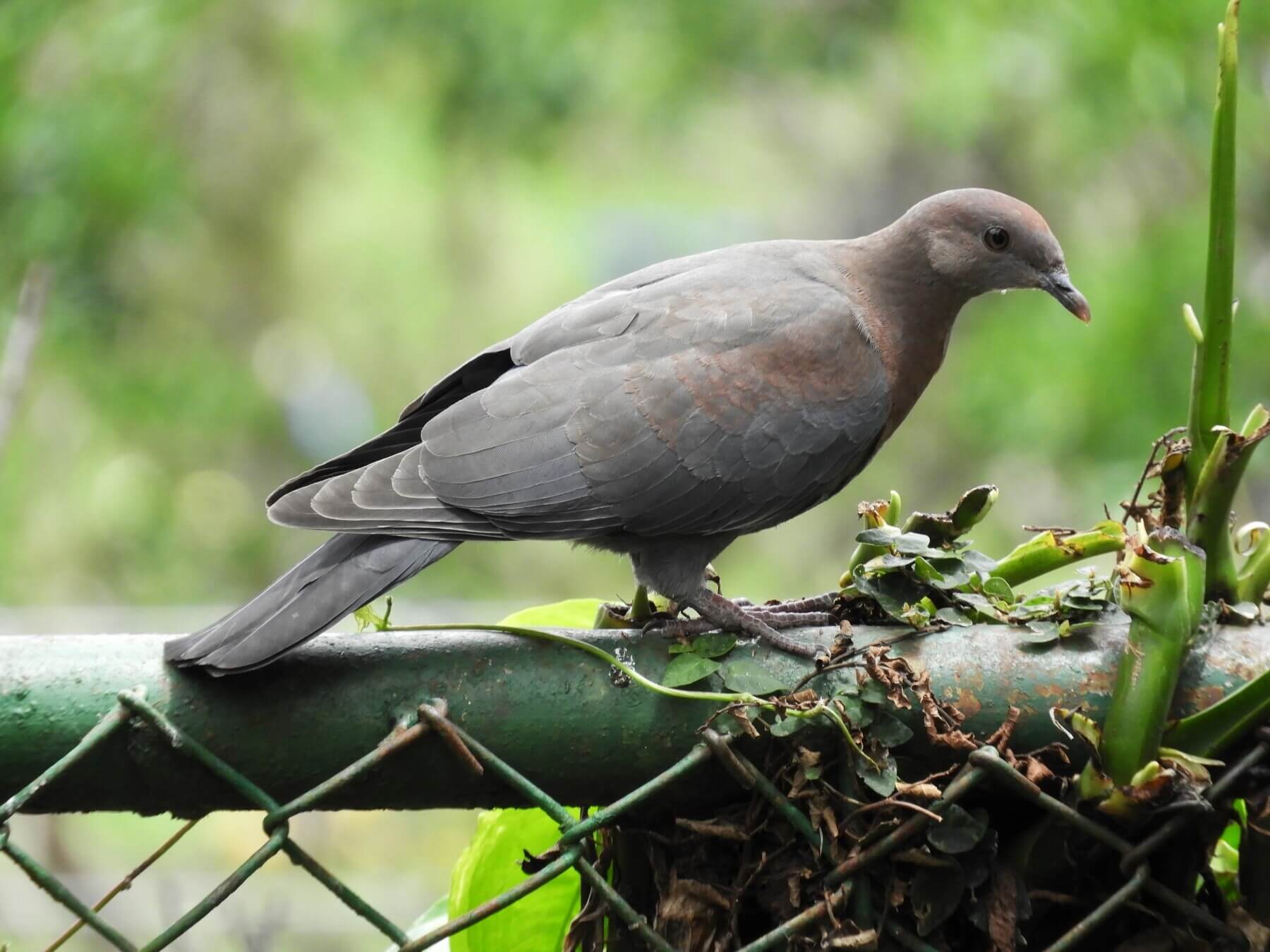 Paloma piquirroja, paloma morada, Patagioenas flavirostris
