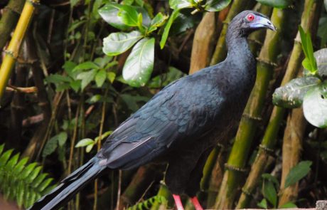Pava negra, Chamaepetes unicolor