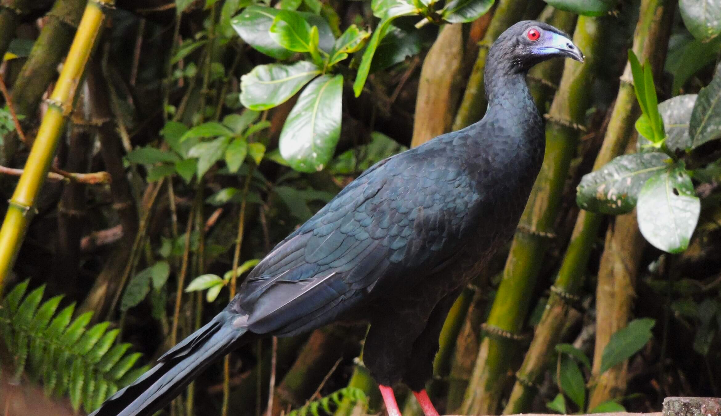Pava negra, Chamaepetes unicolor
