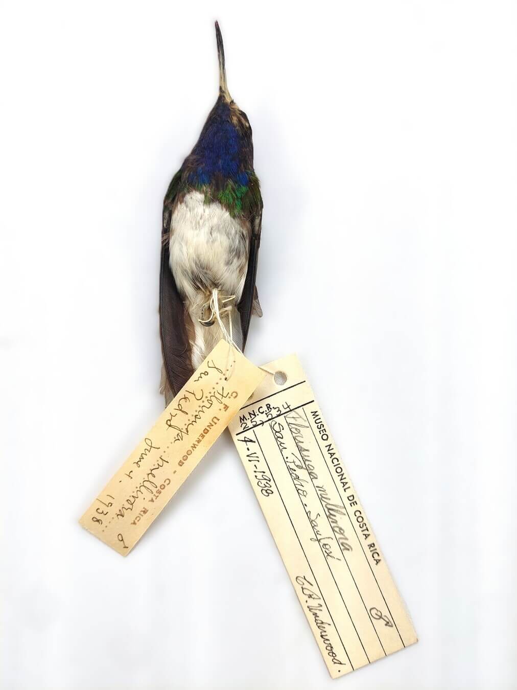 Ejemplar MNCR, Jacobino nuquiblanco, Florisuga mellivora