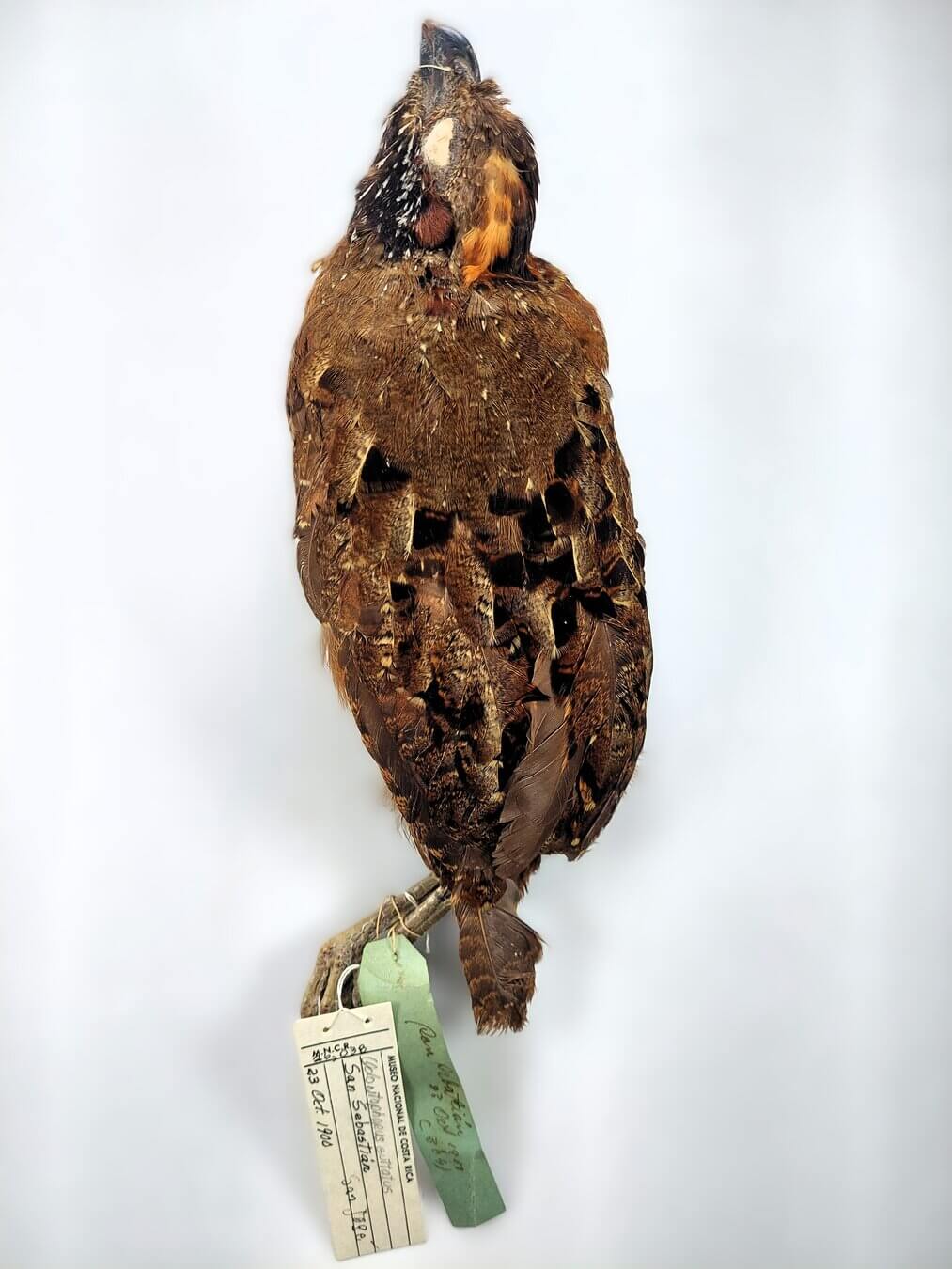 Ejemplar MNCR, Codorniz moteada, Odontophorus guttatus