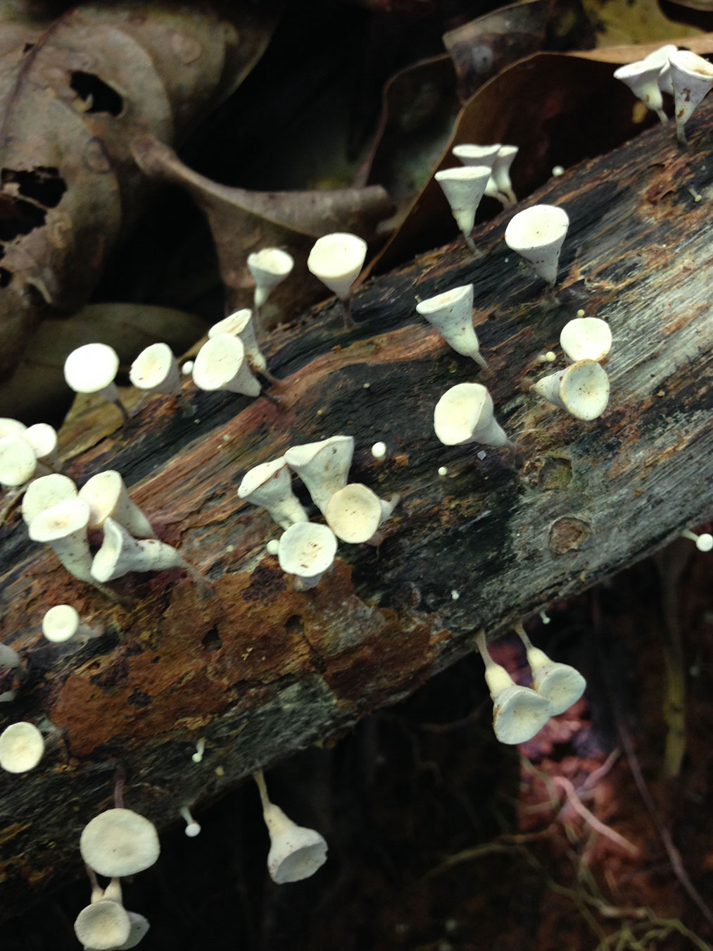 Gymnopus montagnei - Medicinal -
