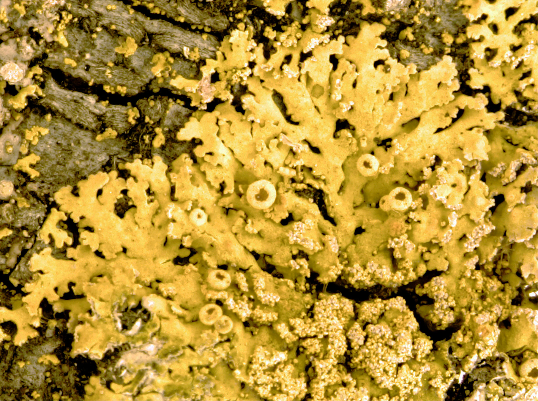 Candelaria concolor