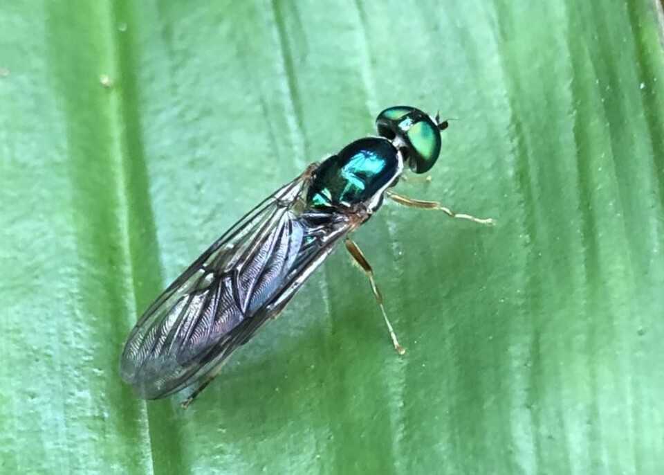 Piquero patirrojo (Sula sula).