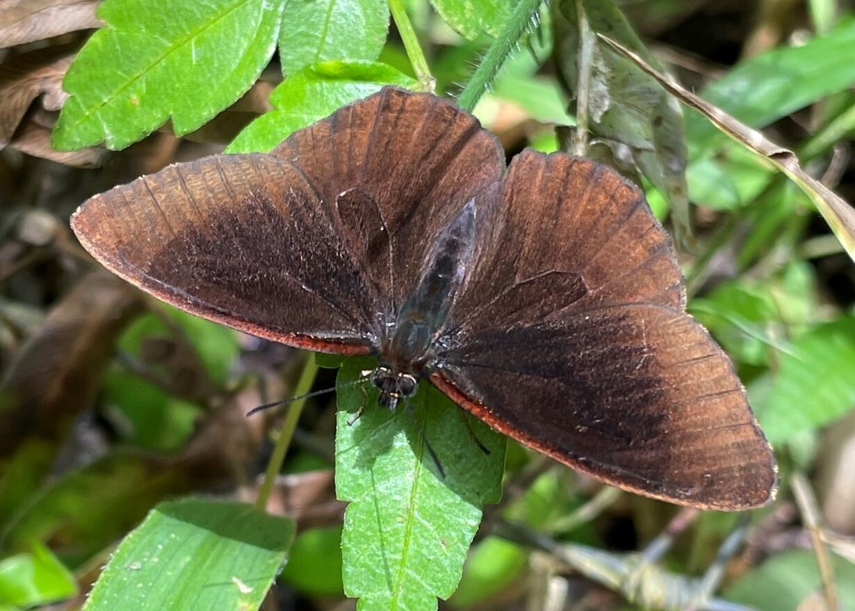 Pedaliodes sp.