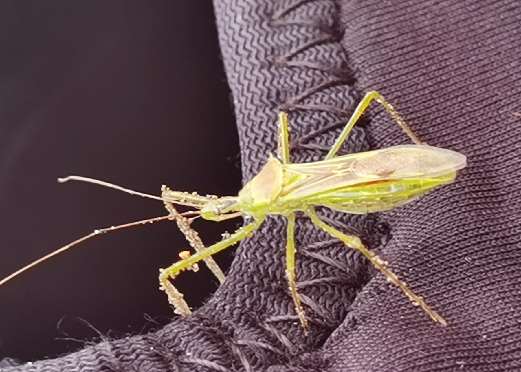Zelus luridus