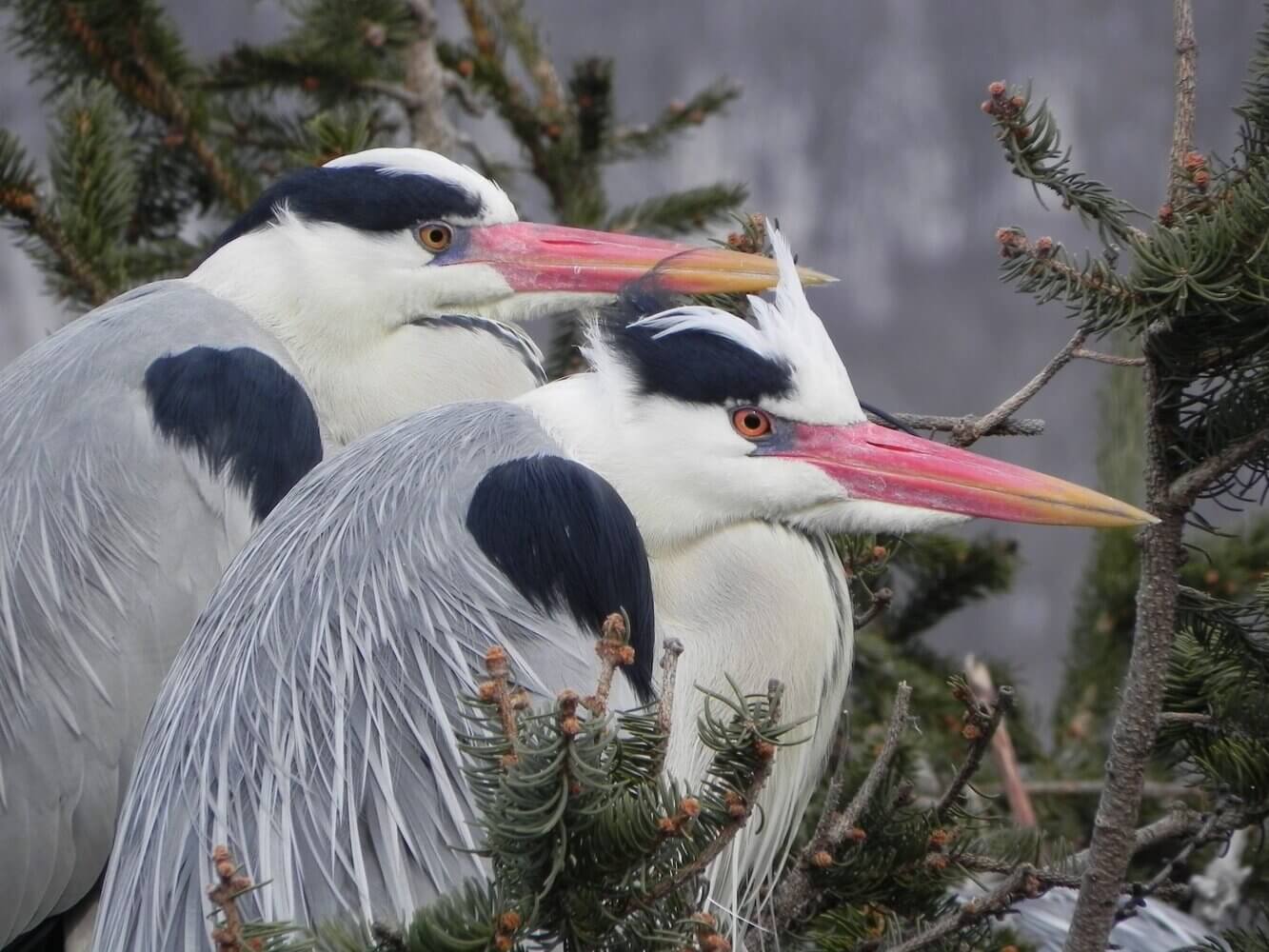 Garza gris, Ardea cinerea