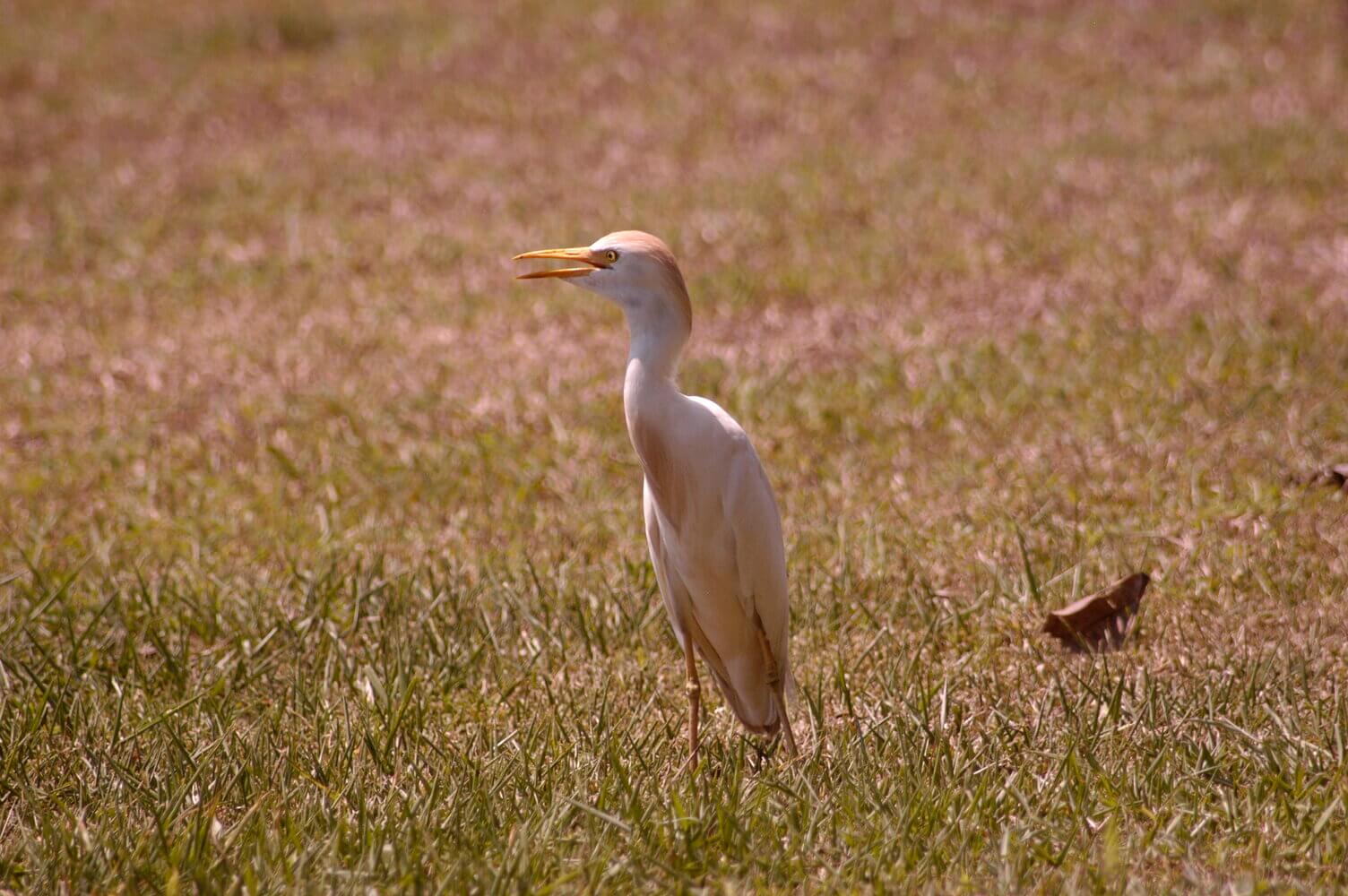 Garza ganadera, Bubulcus ibis