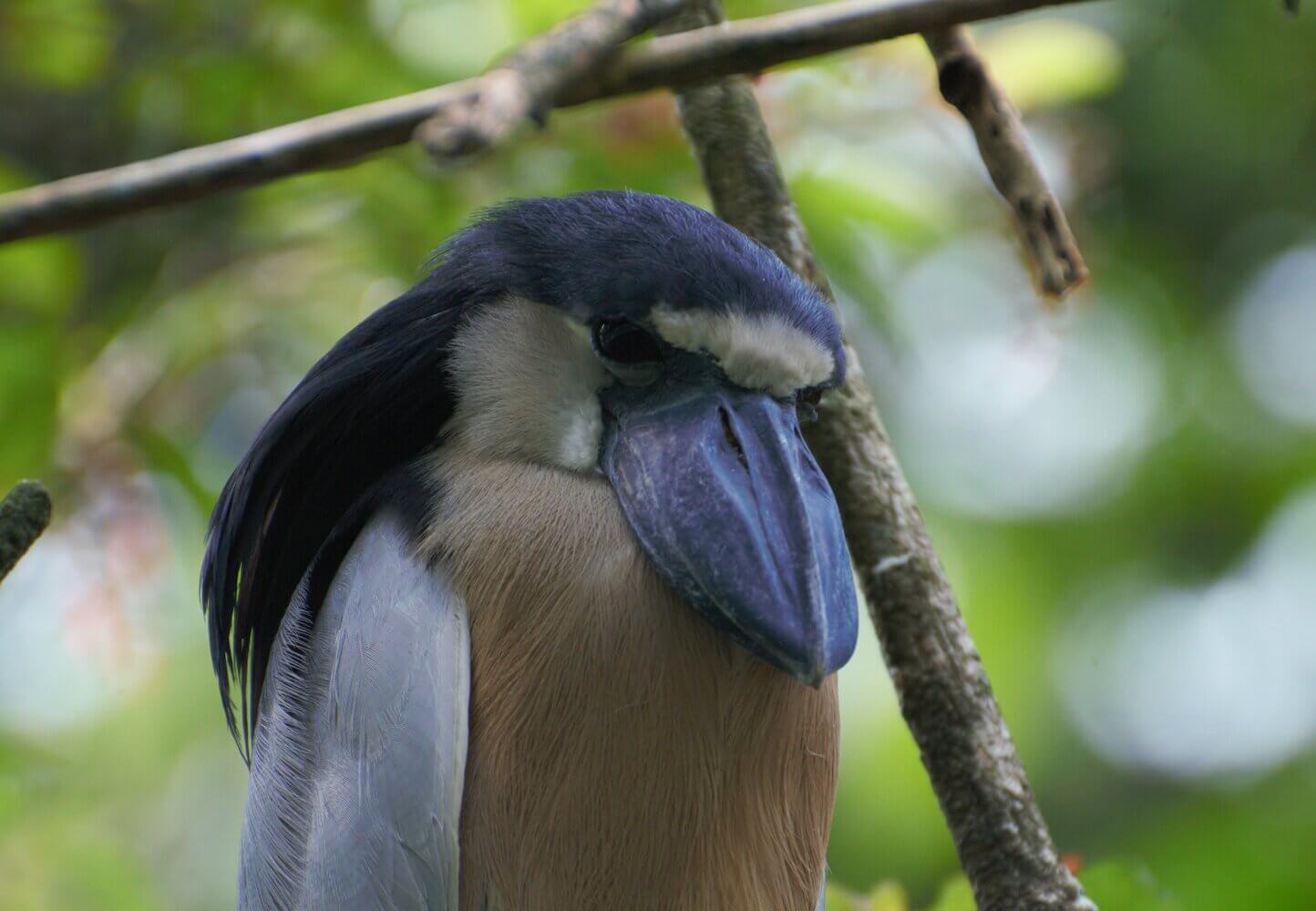 Chocuaco, Cochlearius cochlearius