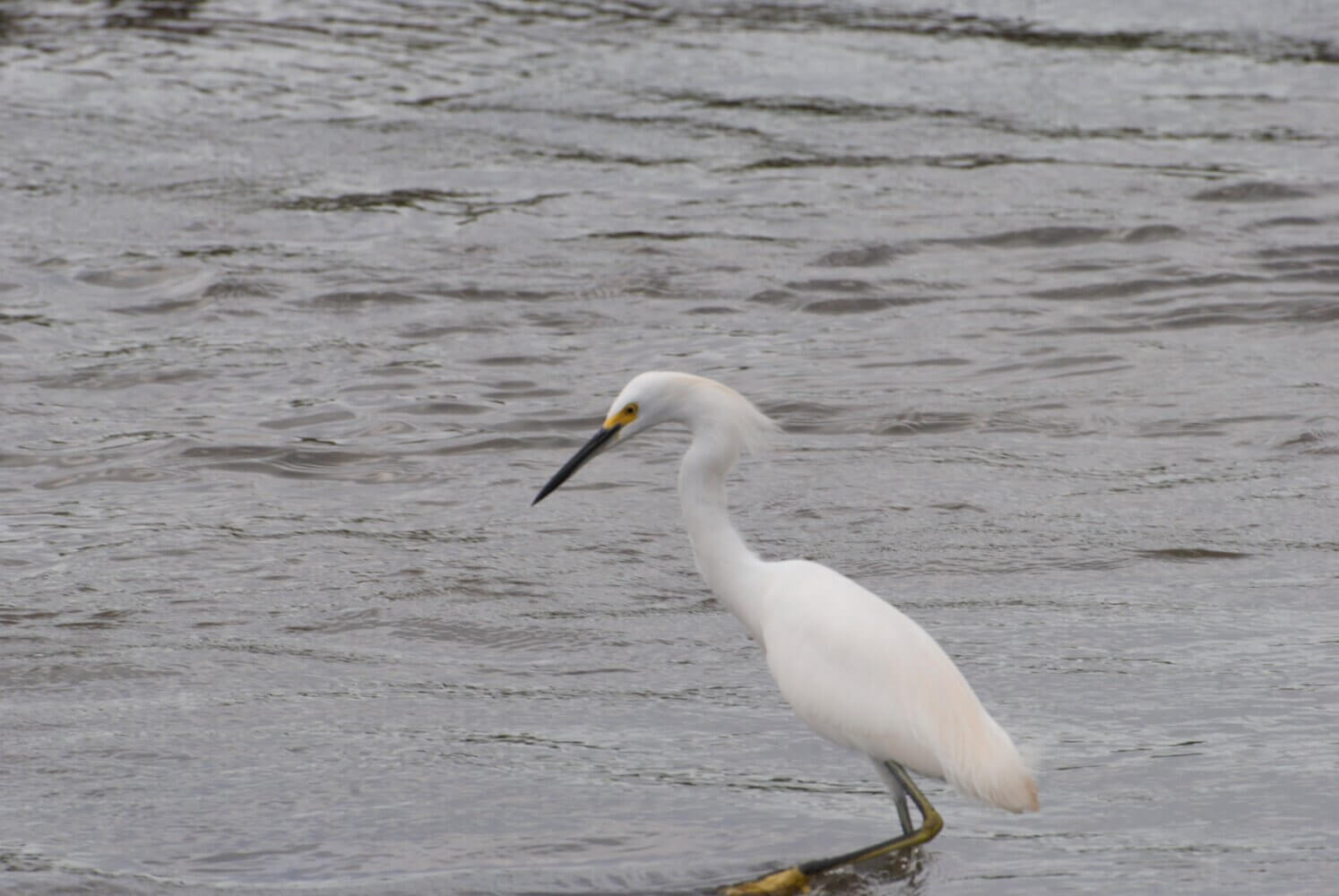 Garza nivosa, Egretta thula
