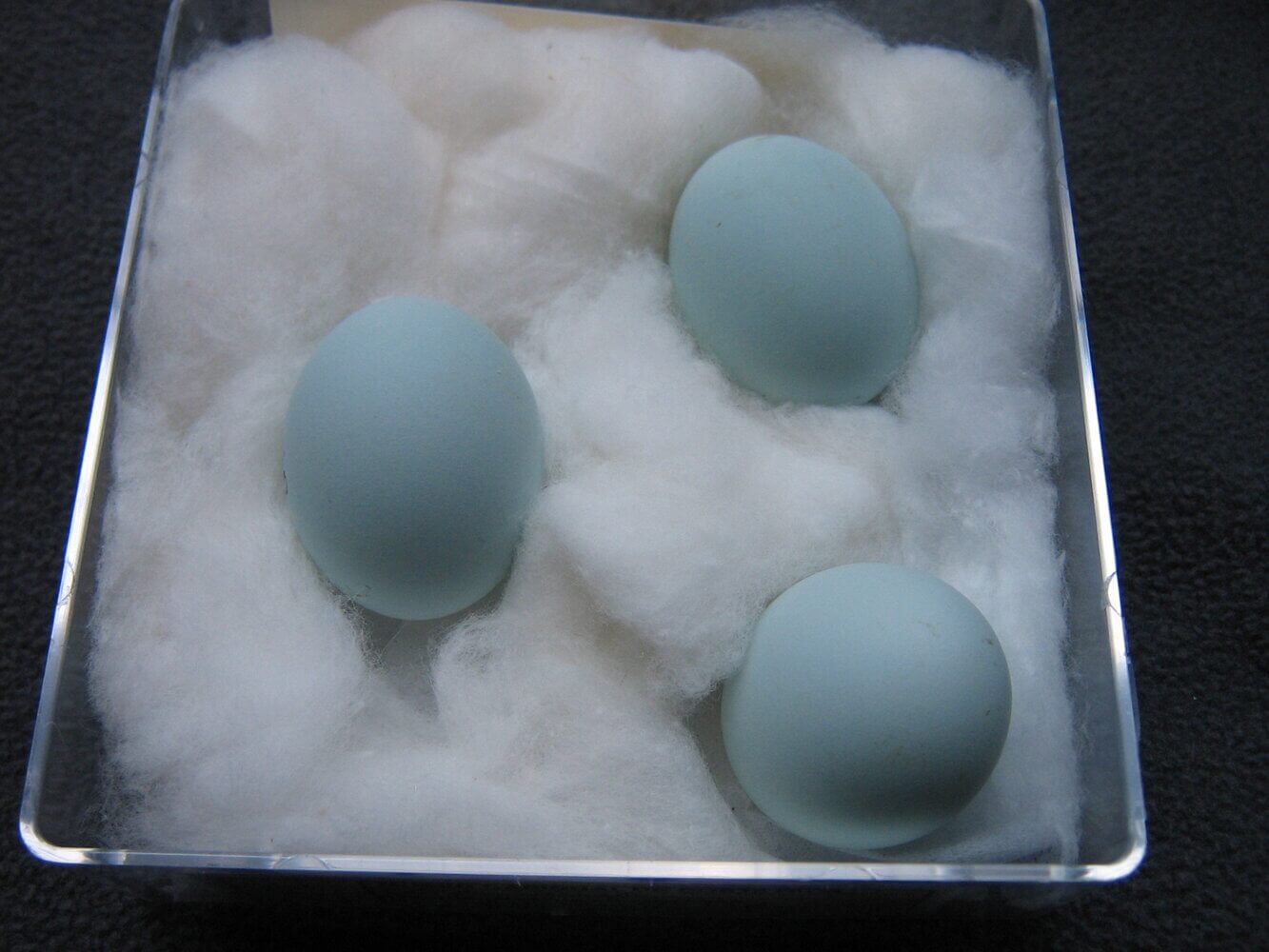 Huevos de garzas, Egretta