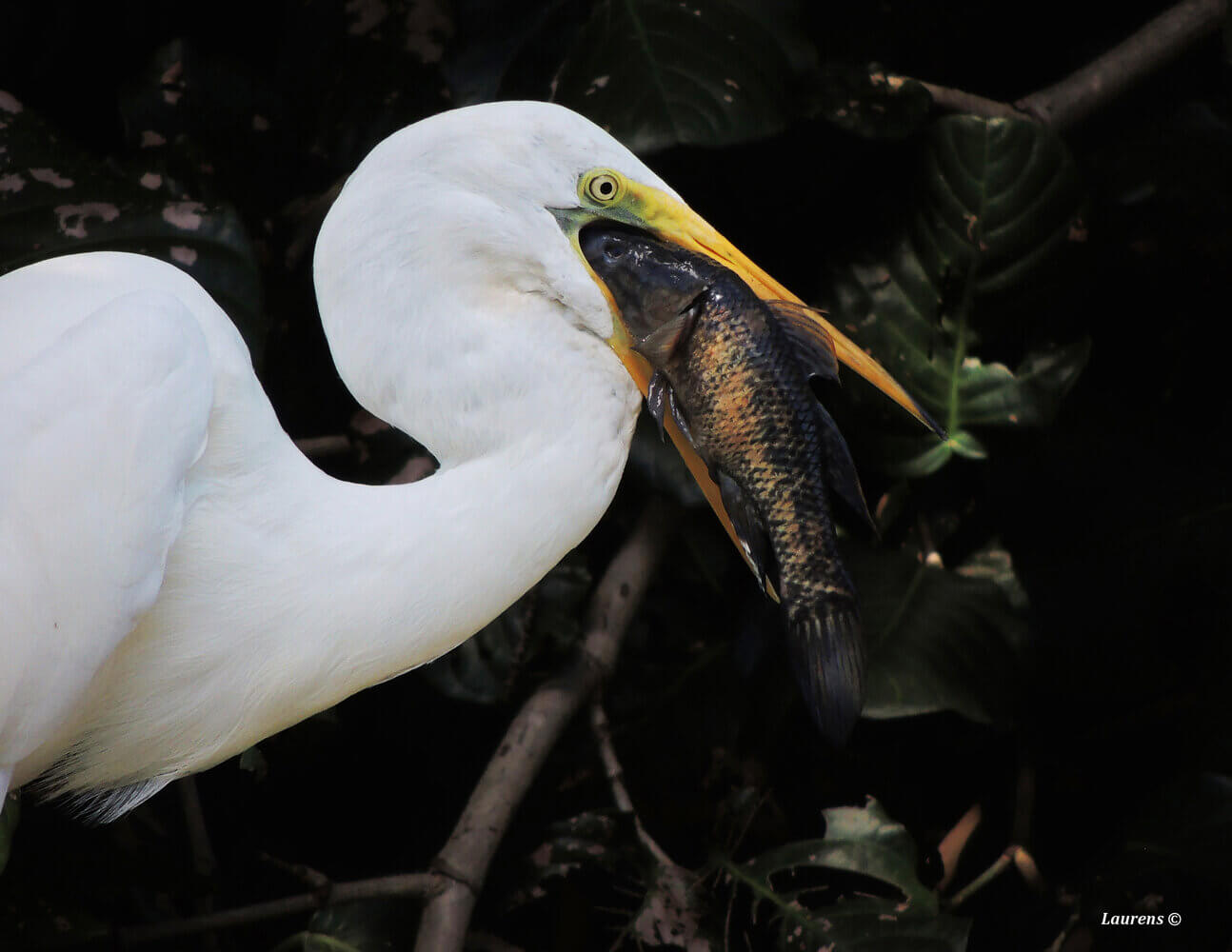 Garza real, Ardea alba