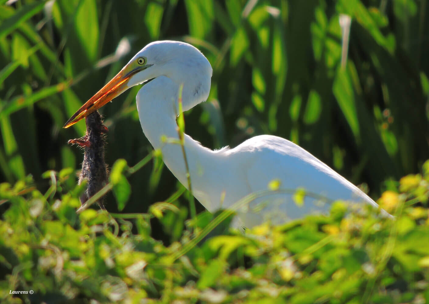 Garza real, Ardea alba