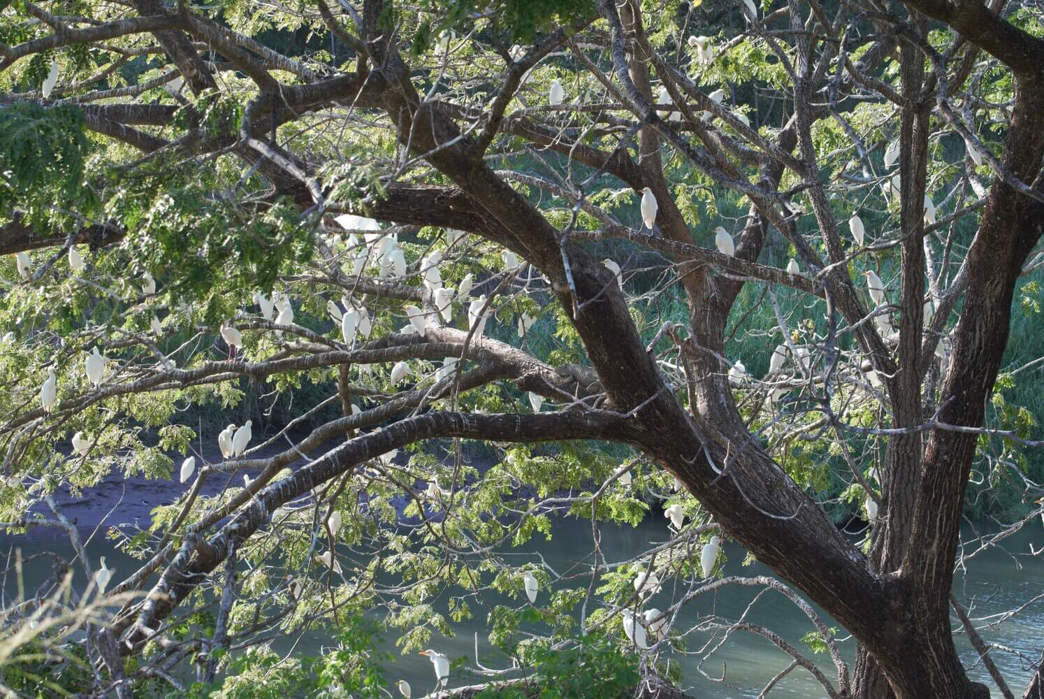 Dormitorio Garza ganadera, Bubulcus ibis