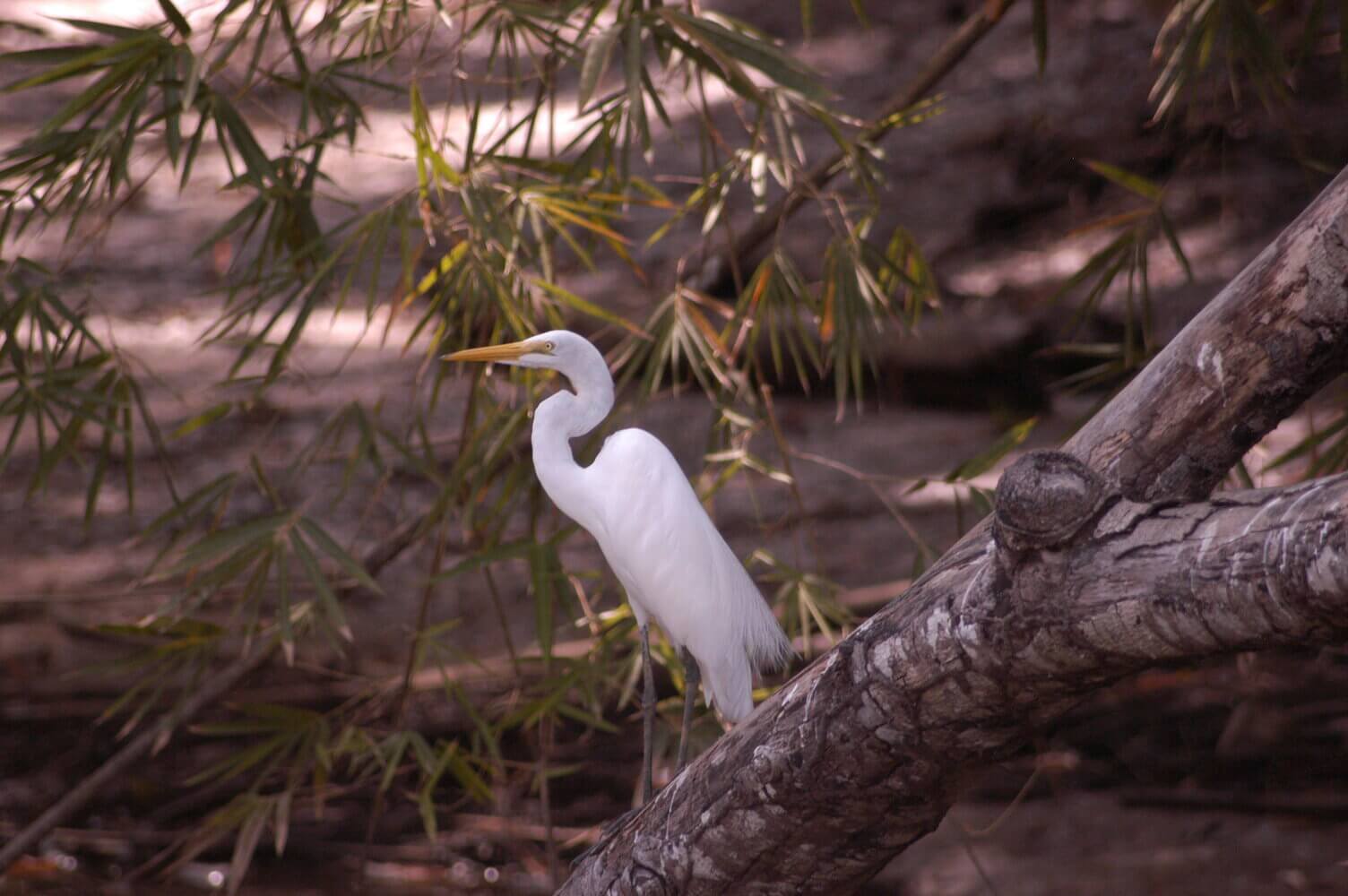 Garza real, Ardea alba