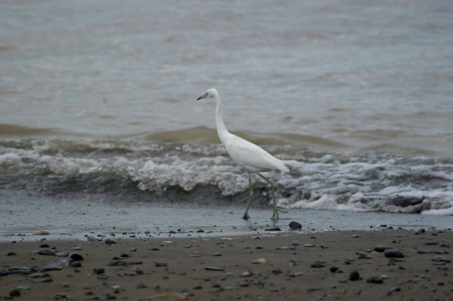 Garceta azul, Egretta caerulea
