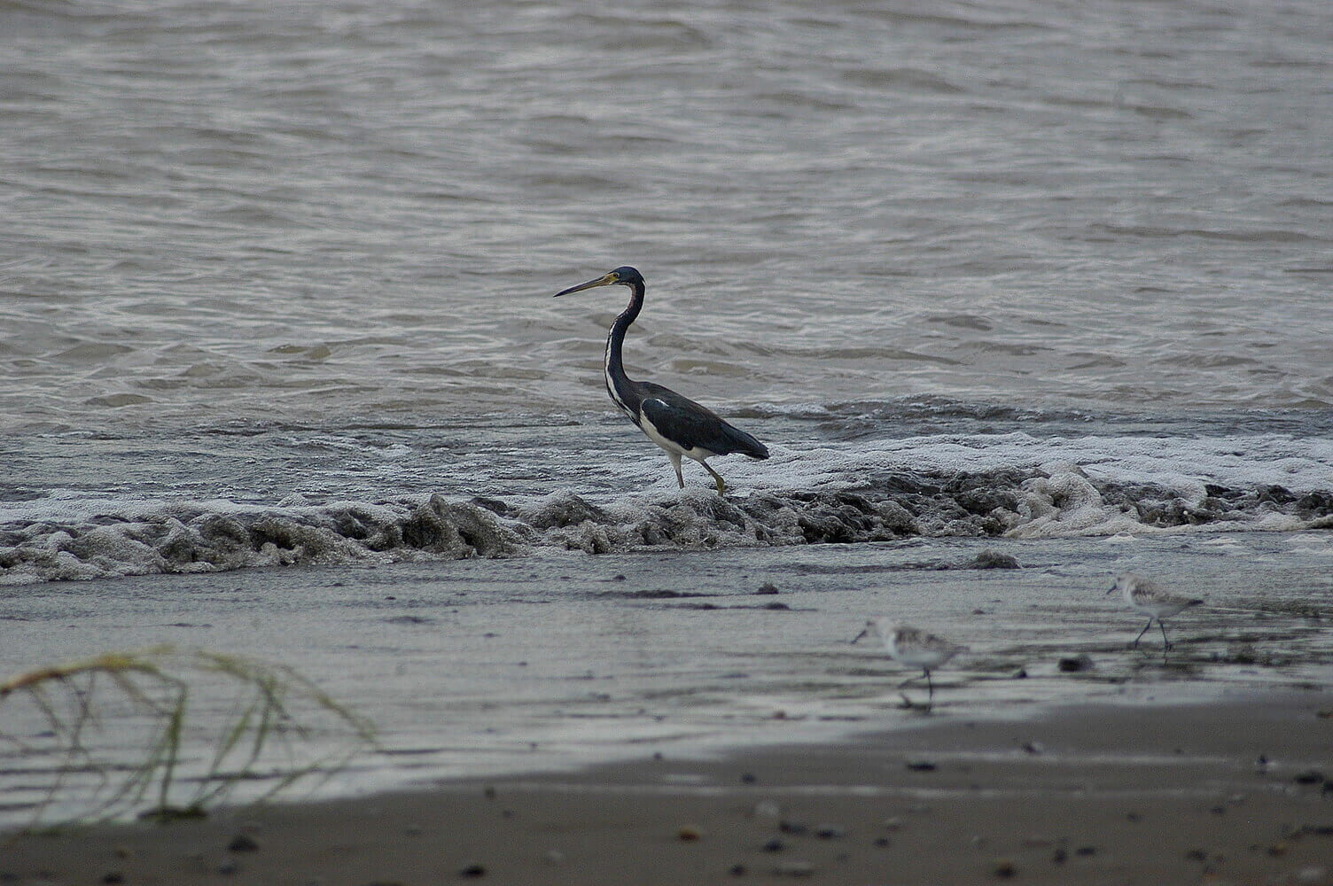 Garceta tricolor, Egretta tricolor