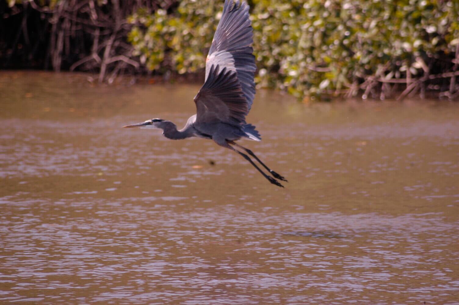 Garzón azulado, Ardea herodias