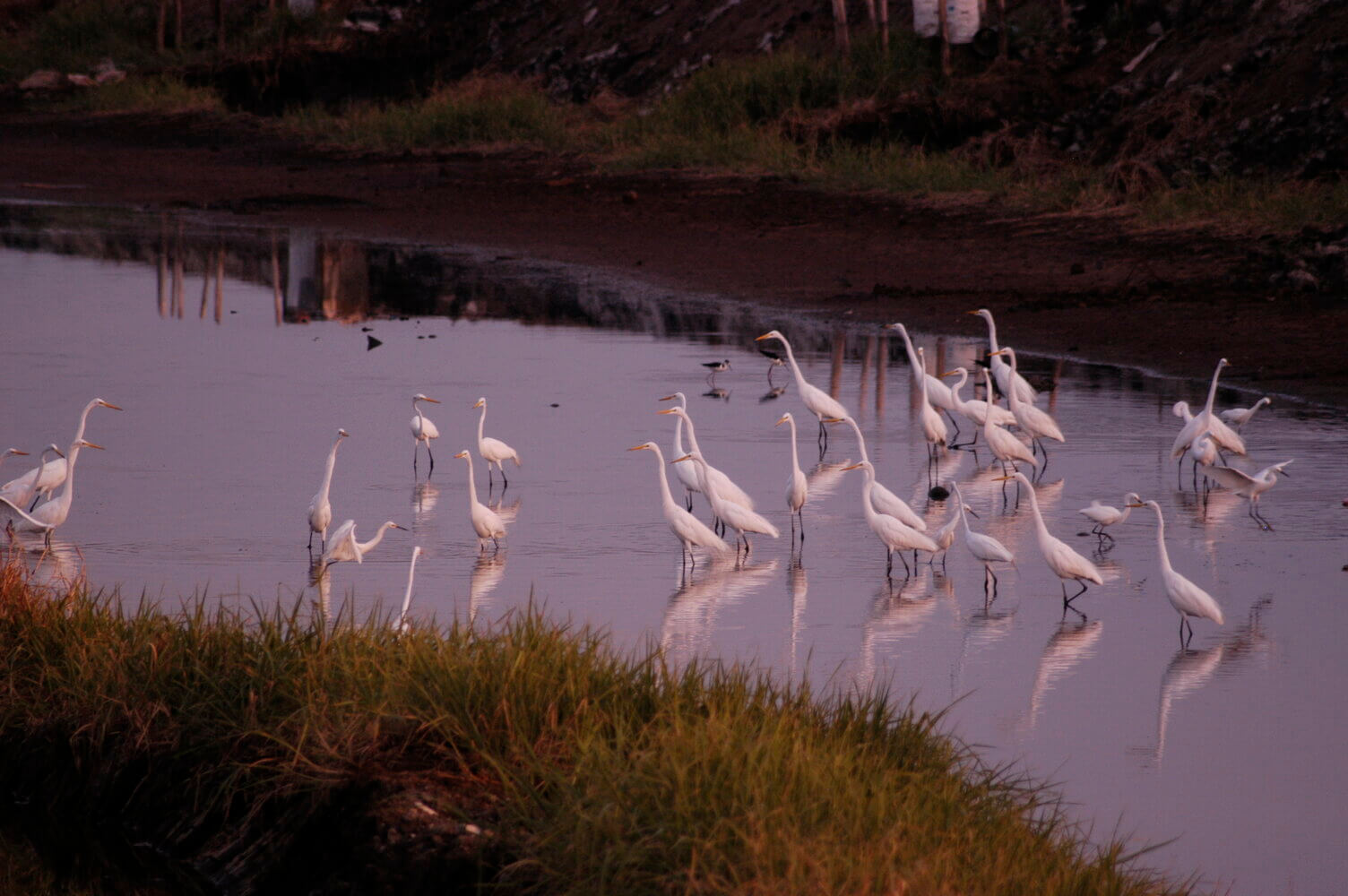 Garza real, Ardea alba
