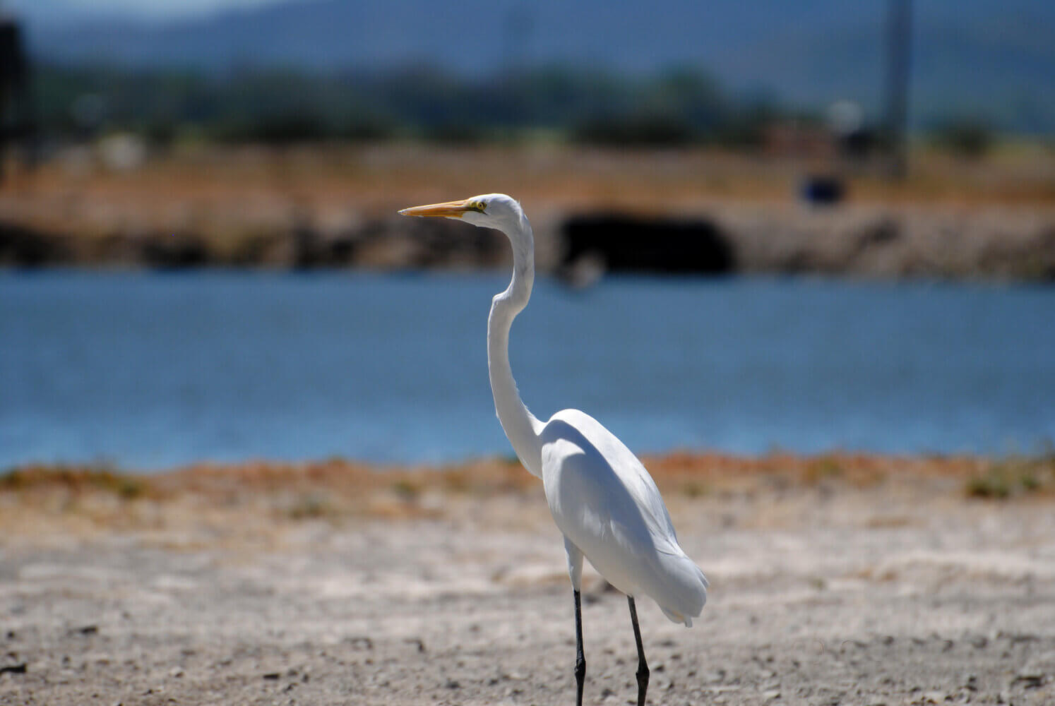 Garza real, Ardea alba