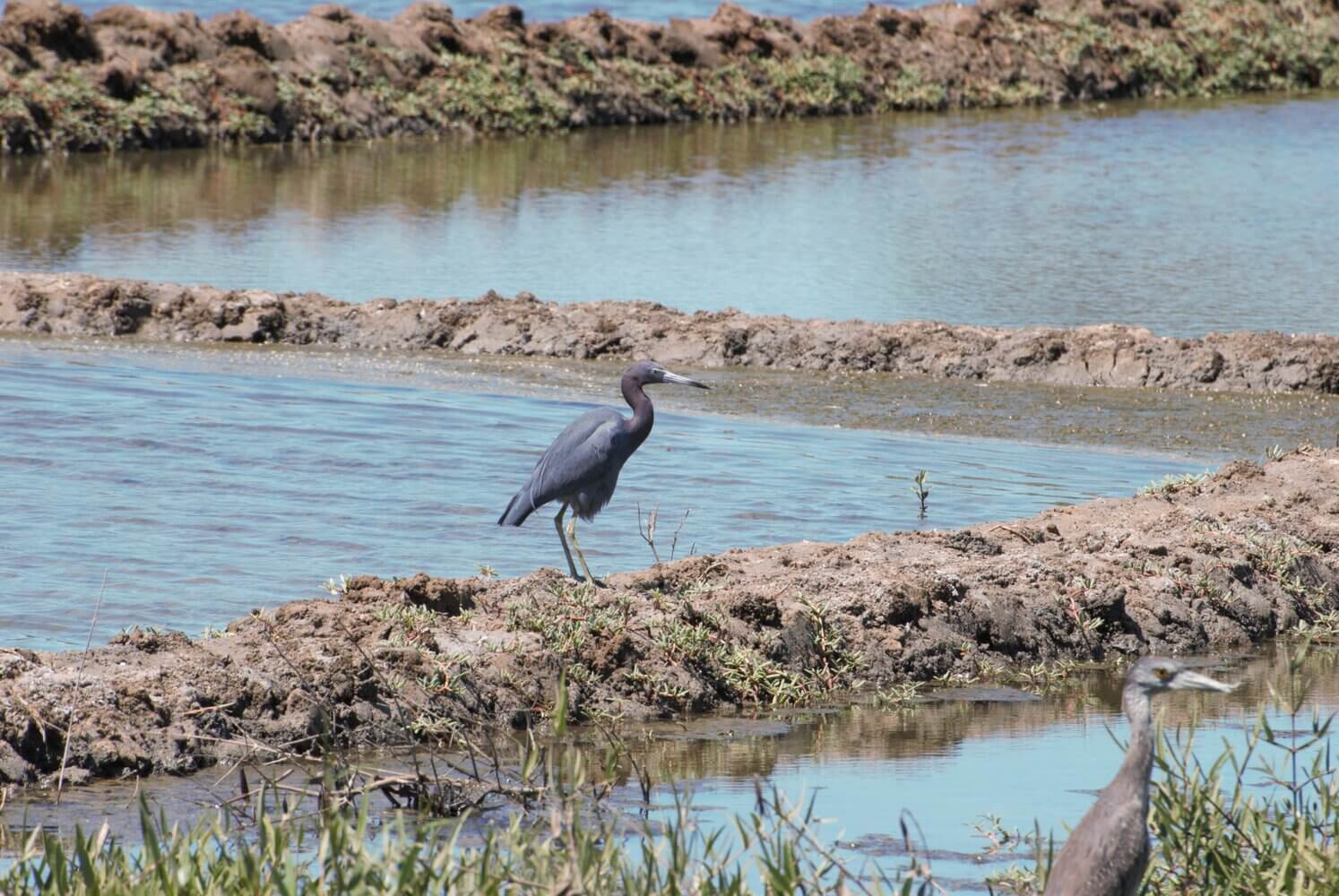 Garceta azul, Egretta caerulea