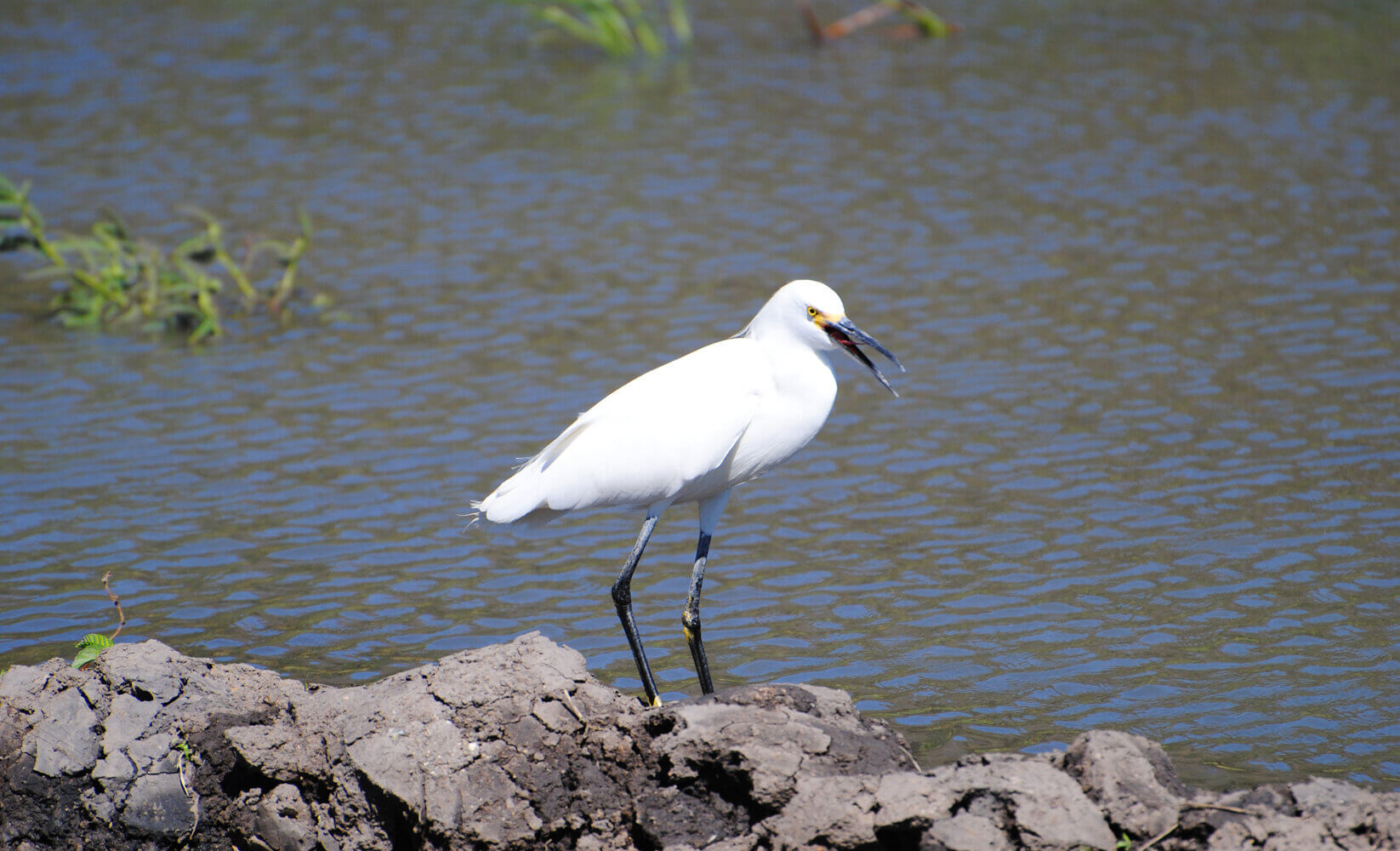 Garceta nivosa, Egretta thula
