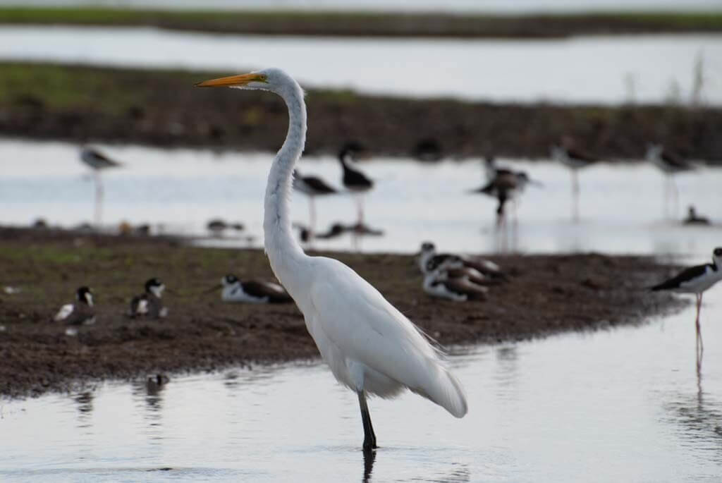 Garza real, Ardea alba