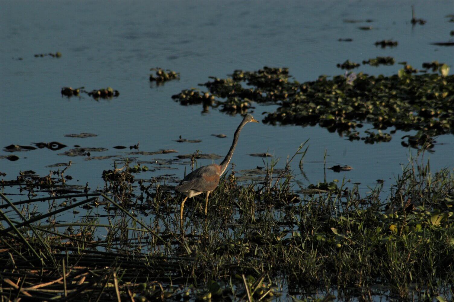 Garceta tricolor, Egretta tricolor