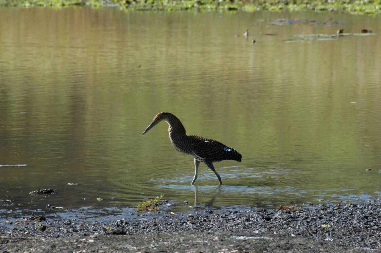 Garza tigre cuellinuda, Tigrisoma mexicanum