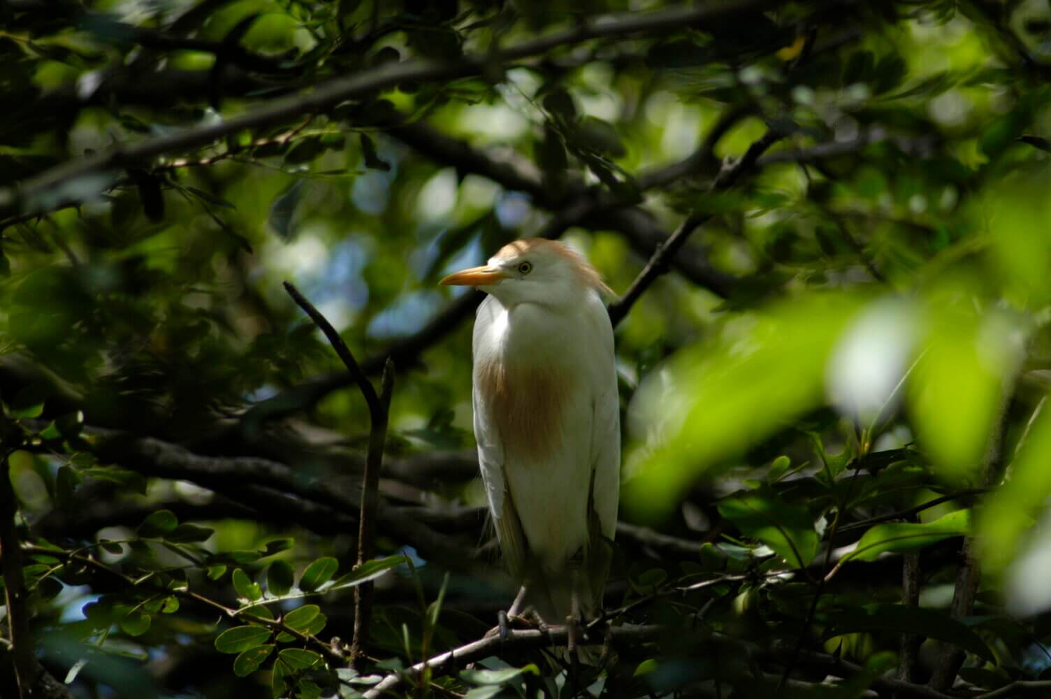 Garza ganadera, Bubulcus ibis